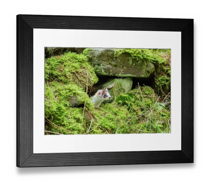 Framed Print : Stoat (Mustela erminea) female, peering out from moss-covered dry stone wall, near Hawes, North Yorkshire, England, UK. December Framed Print : Stoat (Mustela erminea) female, peering out from moss-covered dry stone wall, near Hawes, North Yorkshire, England, UK. December