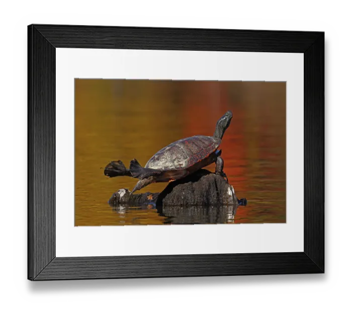 Framed Print : Red-bellied turtle (Pseudemys rubriventris) basking with autumn colours reflecting on water, Maryland, USA. October Framed Print : Red-bellied turtle (Pseudemys rubriventris) basking with autumn colours reflecting on water, Maryland, USA. October