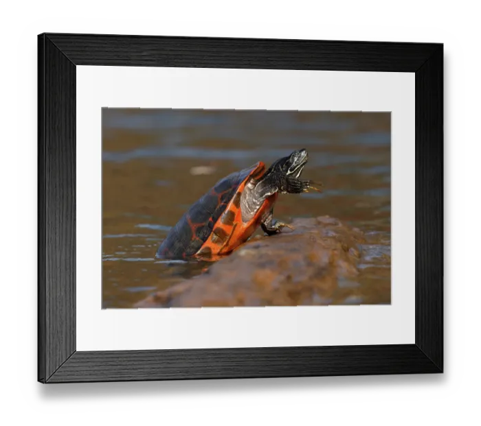 Framed Print : Northern red-bellied turtle (Pseudemys rubriventris) male, hauling out of water onto basking log, Maryland, USA. October