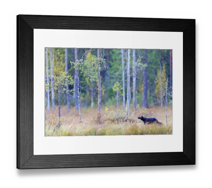 Framed Print : Wolverine (Gulo gulo) standing in forest habitat, Finland. September Framed Print : Wolverine (Gulo gulo) standing in forest habitat, Finland. September