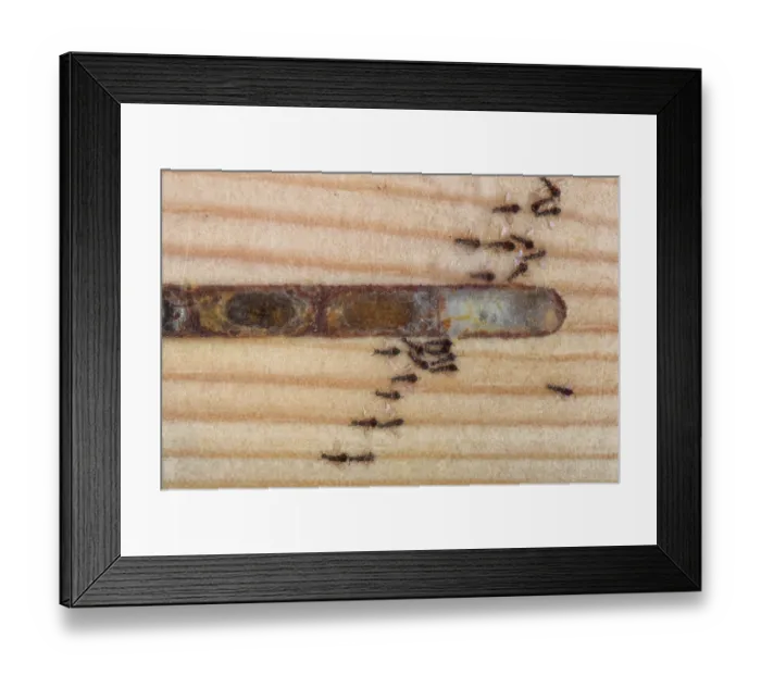 Framed Print : Eulophid wasps (Melittobia acasta) female parasitic wasps emerging from a Large-headed resin bee (Heriades truncorum) nest cell in an insect hotel, Wiltshire garden, England, UK Framed Print : Eulophid wasps (Melittobia acasta) female parasitic wasps emerging from a Large-headed resin bee (Heriades truncorum) nest cell in an insect hotel, Wiltshire garden, England, UK