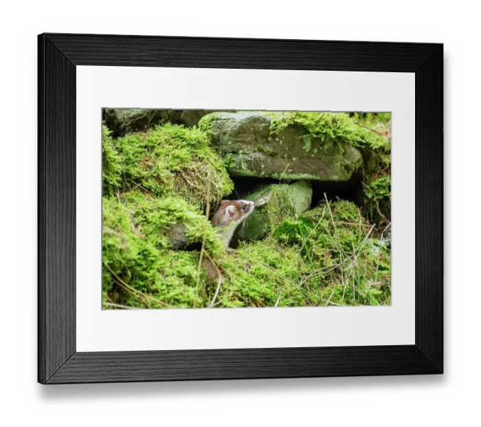 Framed Print : Stoat (Mustela erminea) female, peering out from moss-covered dry stone wall, near Hawes, North Yorkshire, England, UK. December Framed Print : Stoat (Mustela erminea) female, peering out from moss-covered dry stone wall, near Hawes, North Yorkshire, England, UK. December