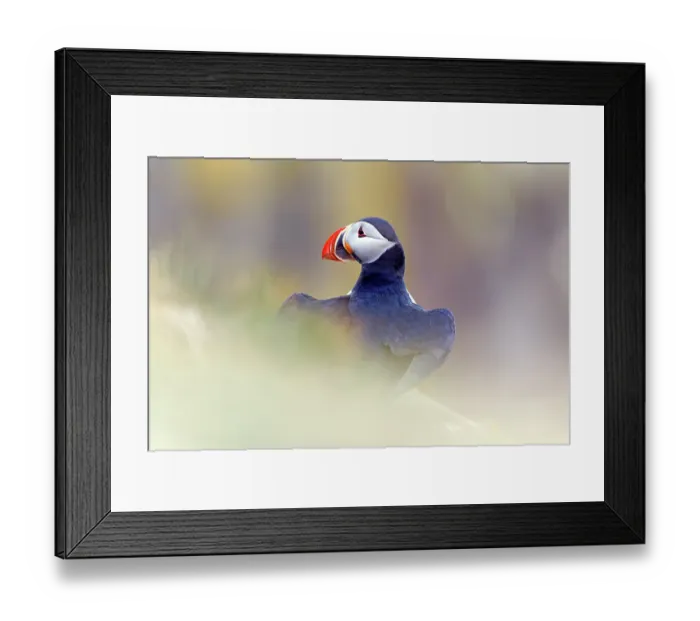 Framed Print : Puffin (Fratercula arctica) perched on clifftop, Iceland. June Framed Print : Puffin (Fratercula arctica) perched on clifftop, Iceland. June