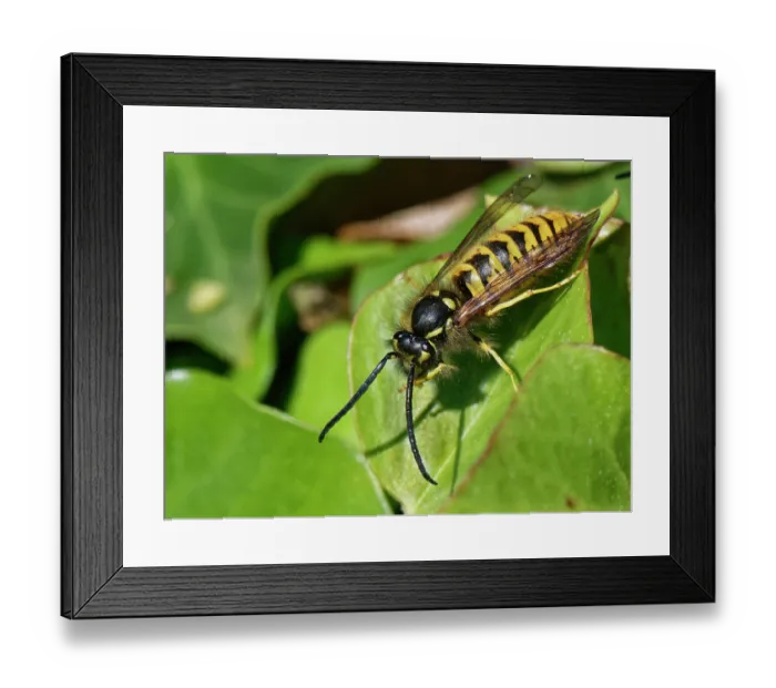 Framed Print : German / European wasp (Vespula germanica) male, with long abdomen and antennae resting on Ivy leaves (Hedera helix) grooming, Wiltshire garden, England, UK. October Framed Print : German / European wasp (Vespula germanica) male, with long abdomen and antennae resting on Ivy leaves (Hedera helix) grooming, Wiltshire garden, England, UK. October
