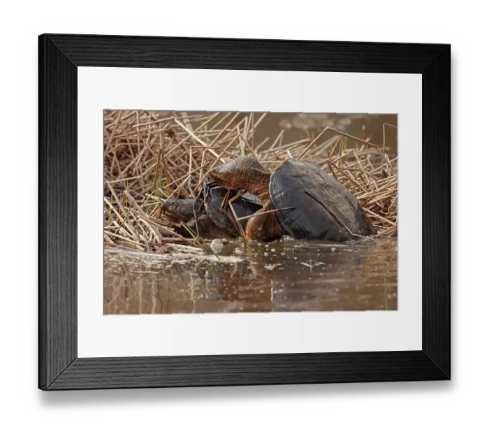 Framed Print : Snapping turtles (Chelydra serpentina) pair mating in shallow water, Maryland, USA. March Framed Print : Snapping turtles (Chelydra serpentina) pair mating in shallow water, Maryland, USA. March