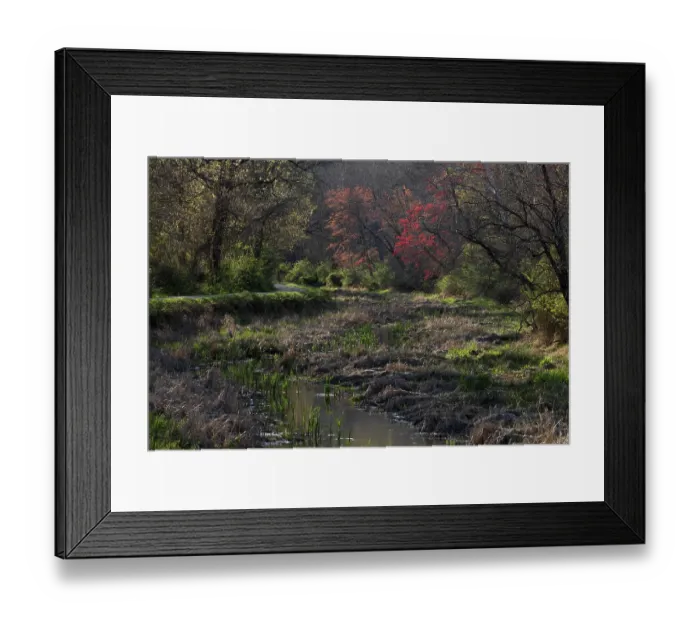 Framed Print : C&O canal, prime Snapping turtle habitat, Maryland, USA. April, 2024 Framed Print : C&O canal, prime Snapping turtle habitat, Maryland, USA. April, 2024