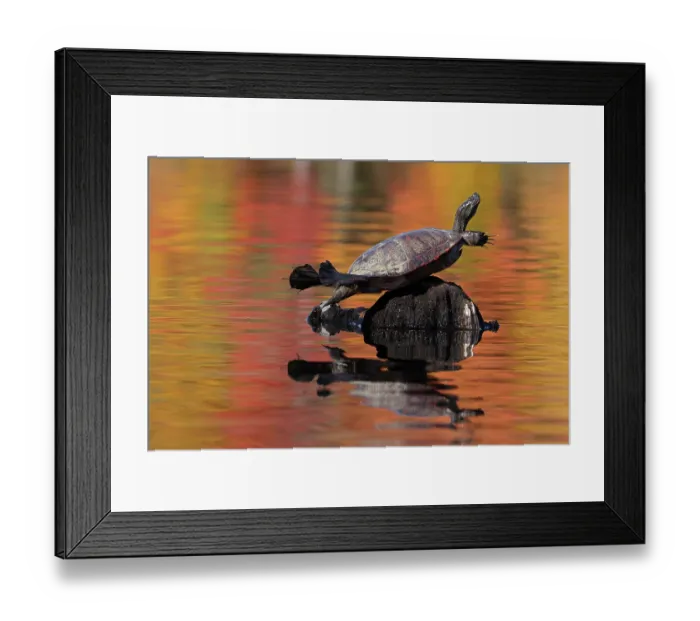 Framed Print : Red-bellied turtle (Pseudemys rubriventris) basking with autumn colours reflecting on water, Maryland, USA. October Framed Print : Red-bellied turtle (Pseudemys rubriventris) basking with autumn colours reflecting on water, Maryland, USA. October