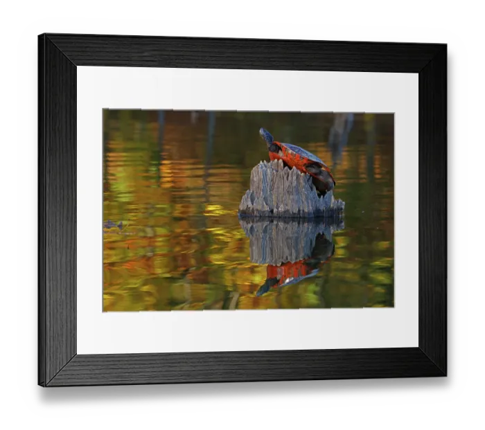 Framed Print : Red-bellied turtle (Pseudemys rubriventris) basking with autumn colours reflecting on water, Maryland, USA. October Framed Print : Red-bellied turtle (Pseudemys rubriventris) basking with autumn colours reflecting on water, Maryland, USA. October
