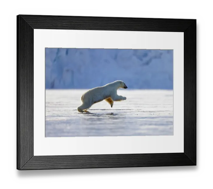 Framed Print : RF - Polar bear (Ursus maritimus) running over ice, Spitsbergen, Norway. May. (This image may be licensed either as rights managed or royalty free.)