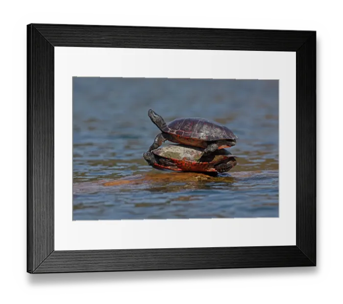 Framed Print : Two Northern red-bellied turtles (Pseudemys rubriventris) basking on log, one on top of the other, Maryland, USA. October Framed Print : Two Northern red-bellied turtles (Pseudemys rubriventris) basking on log, one on top of the other, Maryland, USA. October