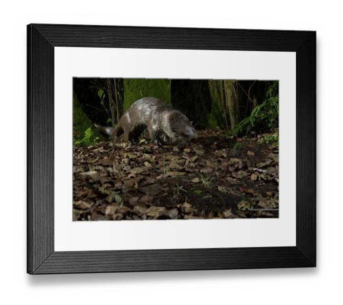 Framed Print : Eurasian otter (Lutra lutra) shaking its fur dry after coming out of the water, Biosphere Reserve Upper Lusatia Heath and Pond Area, Saxony, Germany. October. Camera trap image Framed Print : Eurasian otter (Lutra lutra) shaking its fur dry after coming out of the water, Biosphere Reserve Upper Lusatia Heath and Pond Area, Saxony, Germany. October. Camera trap image
