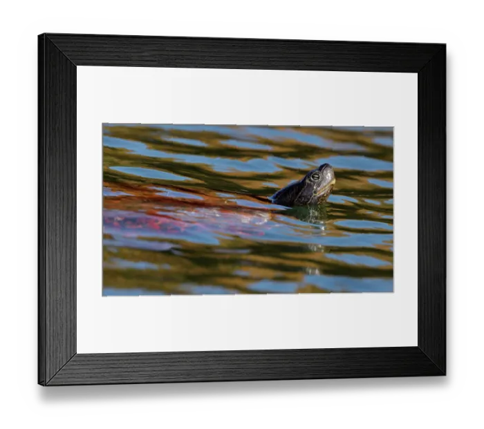 Framed Print : Northern red-bellied turtle (Pseudemys rubriventris) swimming in pond, Maryland, USA. October Framed Print : Northern red-bellied turtle (Pseudemys rubriventris) swimming in pond, Maryland, USA. October