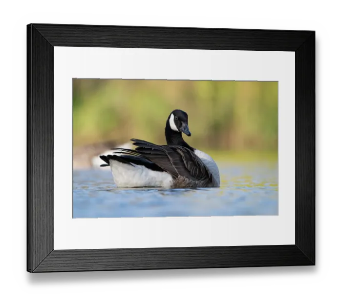 Framed Print : Canada goose (Branta canadensis) fluffing up its feathers as it floats on a lake, Surrey, England, UK. March Framed Print : Canada goose (Branta canadensis) fluffing up its feathers as it floats on a lake, Surrey, England, UK. March