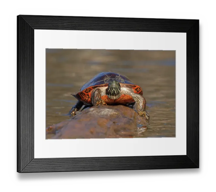 Framed Print : Northern red-bellied turtle (Pseudemys rubriventris) male, hauling out of water onto basking log, Maryland, USA. November