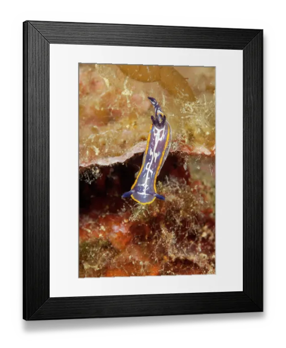 Framed Print : Nudibranch (Felimare villafranca) portrait, Ventimiglia, Italy, Ligurian Sea, Mediterranean Sea Framed Print : Nudibranch (Felimare villafranca) portrait, Ventimiglia, Italy, Ligurian Sea, Mediterranean Sea