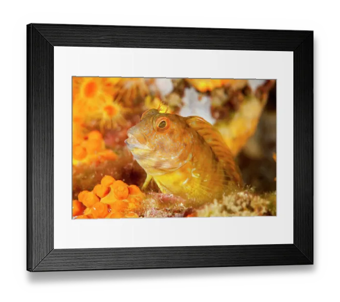 Framed Print : Ringneck blenny (Parablennius pilicornis) portrait, Ventimiglia, Italy, Ligurian Sea, Mediterranean Sea Framed Print : Ringneck blenny (Parablennius pilicornis) portrait, Ventimiglia, Italy, Ligurian Sea, Mediterranean Sea