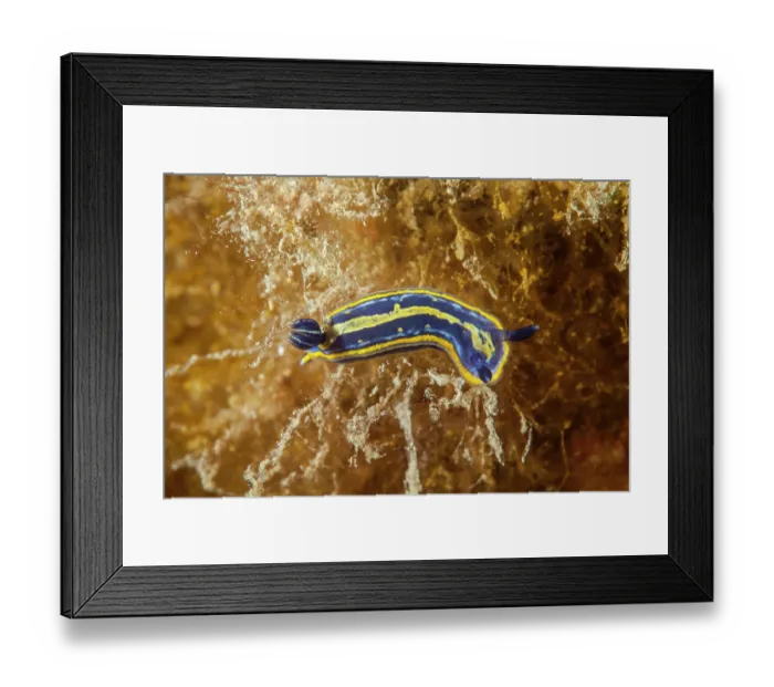 Framed Print : Nudibranch (Felimare tricolor) portrait, Ventimiglia, Italy, Ligurian Sea, Mediterranean Sea Framed Print : Nudibranch (Felimare tricolor) portrait, Ventimiglia, Italy, Ligurian Sea, Mediterranean Sea