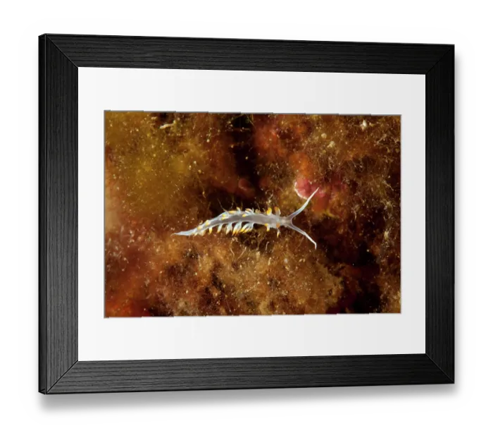 Framed Print : Nudibranch (Luisella babai) portrait, Ventimiglia, Italy, Ligurian Sea, Mediterranean Sea Framed Print : Nudibranch (Luisella babai) portrait, Ventimiglia, Italy, Ligurian Sea, Mediterranean Sea