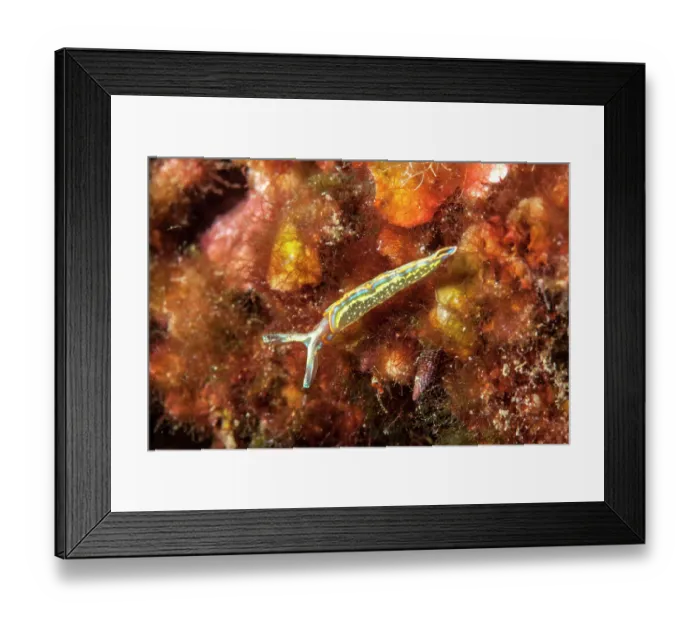 Framed Print : Nudibranch (Thuridilla hopei) on a reef, Ventimiglia, Italy, Ligurian Sea, Mediterranean Sea Framed Print : Nudibranch (Thuridilla hopei) on a reef, Ventimiglia, Italy, Ligurian Sea, Mediterranean Sea