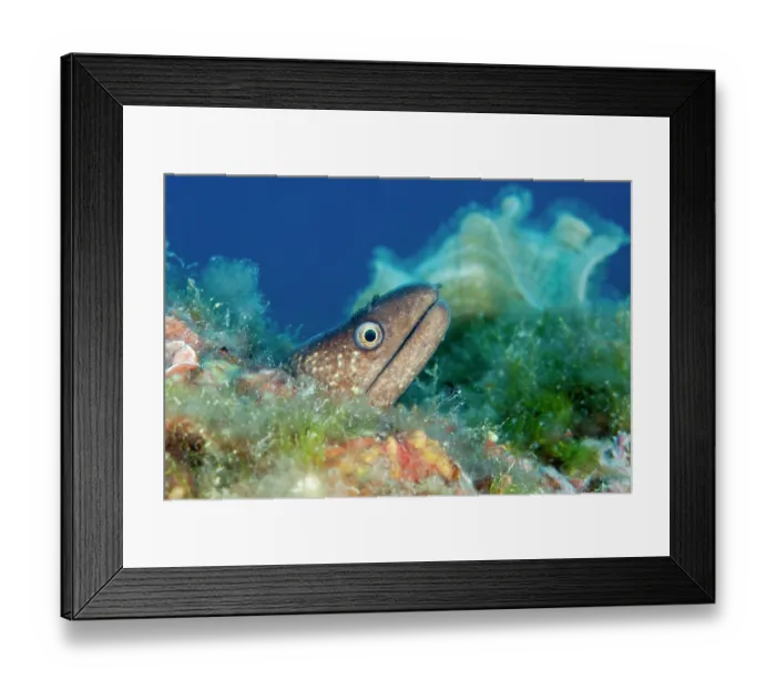 Framed Print : Mediterranean moray eel (Muraena helena) head portrait, Ventimiglia, Italy, Ligurian Sea, Mediterranean Sea Framed Print : Mediterranean moray eel (Muraena helena) head portrait, Ventimiglia, Italy, Ligurian Sea, Mediterranean Sea