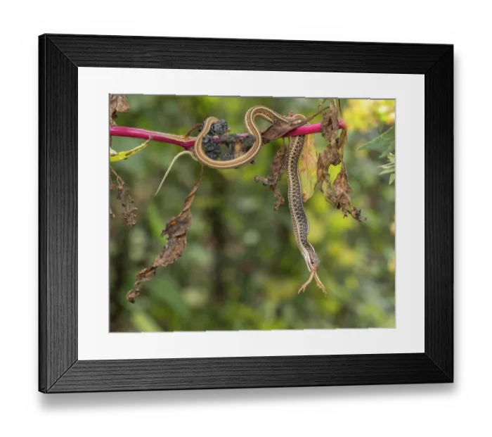 Framed Print : Common ribbon snake (Thamnophis saurita) hanging from a branch, feeding on Spring peeper tree frog (Pseudacris crucifer), Cape May, New Jersey, USA. October
