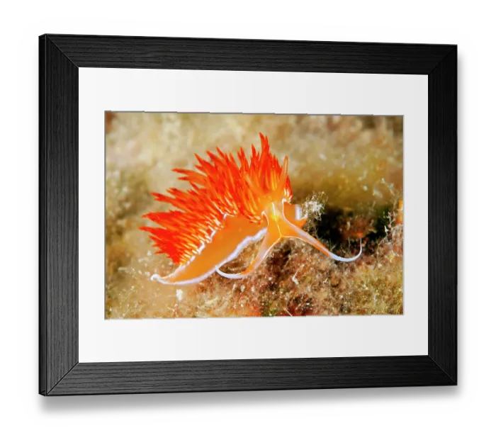 Framed Print : Dondice nudibranch (Dondice banyulensis) portrait, Ventimiglia, Italy, Ligurian Sea, Mediterranean Sea Framed Print : Dondice nudibranch (Dondice banyulensis) portrait, Ventimiglia, Italy, Ligurian Sea, Mediterranean Sea