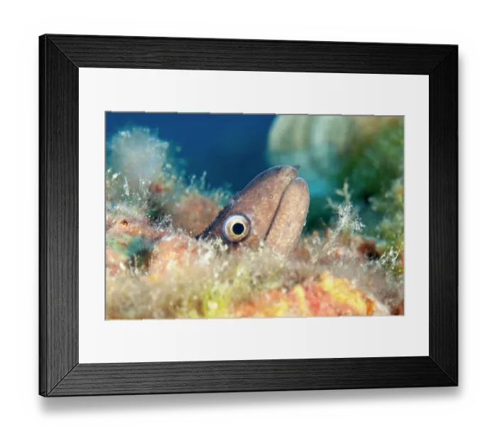 Framed Print : Mediterranean moray eel (Muraena helena) head portrait, Ventimiglia, Italy, Ligurian Sea, Mediterranean Sea Framed Print : Mediterranean moray eel (Muraena helena) head portrait, Ventimiglia, Italy, Ligurian Sea, Mediterranean Sea