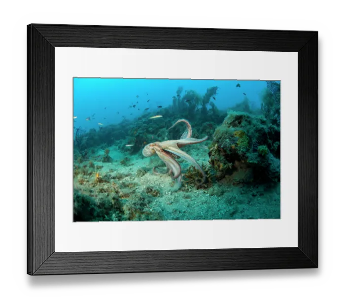 Framed Print : Common octopus (Octopus vulgaris) swimming over seabed, Ventimiglia, Italy, Ligurian Sea, Mediterranean Sea Framed Print : Common octopus (Octopus vulgaris) swimming over seabed, Ventimiglia, Italy, Ligurian Sea, Mediterranean Sea