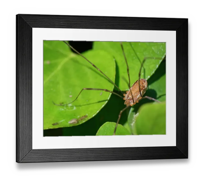 Framed Print : Canestrini's harvestman (Opilio canestrinii) sunning on Ivy (Hedera helix) leaves in a garden, Wiltshire, England, UK. October Framed Print : Canestrini's harvestman (Opilio canestrinii) sunning on Ivy (Hedera helix) leaves in a garden, Wiltshire, England, UK. October