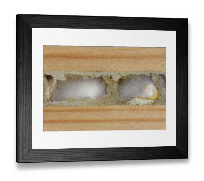 Framed Print : Red mason bee (Osmia bicornis) nest cells infected by a fungus in an insect hotel, Wiltshire, England, UK. November Framed Print : Red mason bee (Osmia bicornis) nest cells infected by a fungus in an insect hotel, Wiltshire, England, UK. November
