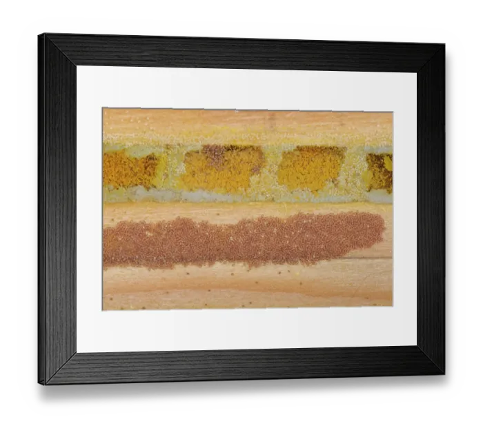 Framed Print : Osmia bee mite (Chaetodactylus osmiae) colony infesting Red mason bee (Osmia bicornis) nest cells and spaces within an insect hotel, Wiltshire, England, UK. November Framed Print : Osmia bee mite (Chaetodactylus osmiae) colony infesting Red mason bee (Osmia bicornis) nest cells and spaces within an insect hotel, Wiltshire, England, UK. November