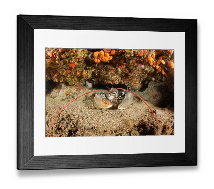 Framed Print : European lobster (Homarus gammarus) peering out from under rock ledge, Ventimiglia, Italy, Ligurian Sea, Mediterranean Sea Framed Print : European lobster (Homarus gammarus) peering out from under rock ledge, Ventimiglia, Italy, Ligurian Sea, Mediterranean Sea
