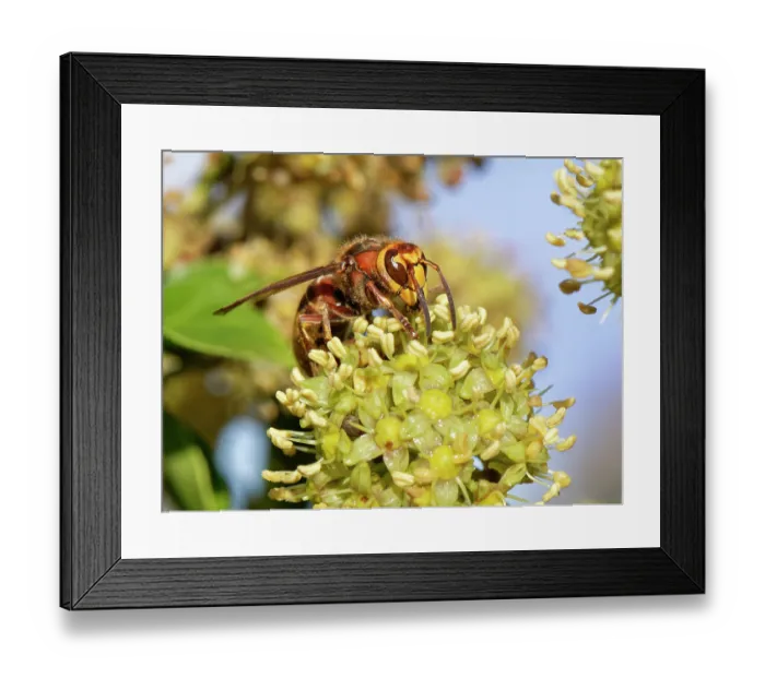Framed Print : Hornet (Vespa crabro) feeding on Ivy flowers (Hedera helix), Wiltshire garden, England, UK. October Framed Print : Hornet (Vespa crabro) feeding on Ivy flowers (Hedera helix), Wiltshire garden, England, UK. October