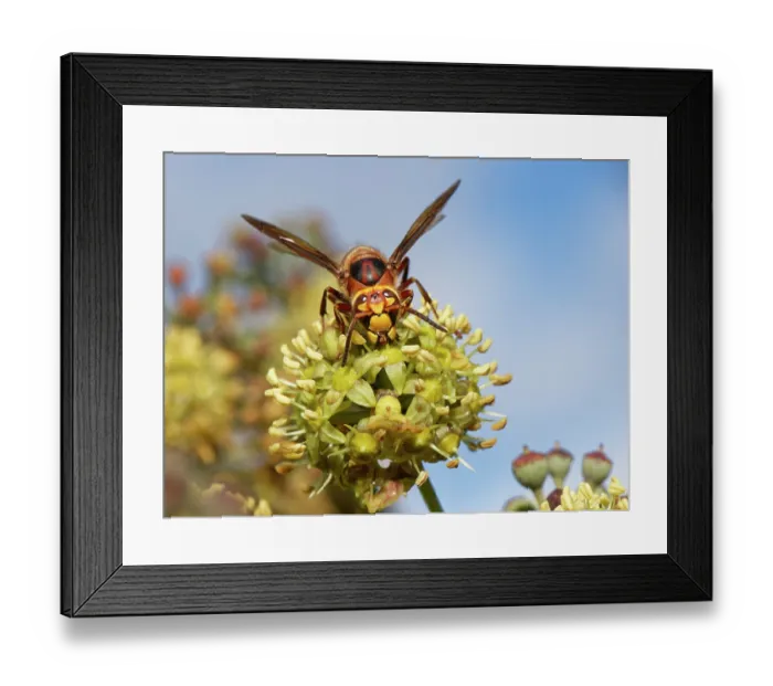 Framed Print : RF - Hornet (Vespa crabro) feeding on Ivy flowers (Hedera helix), Wiltshire garden, England, UK. October. (This image may be licensed either as rights managed or royalty free.) Framed Print : RF - Hornet (Vespa crabro) feeding on Ivy flowers (Hedera helix), Wiltshire garden, England, UK. October. (This image may be licensed either as rights managed or royalty free.)