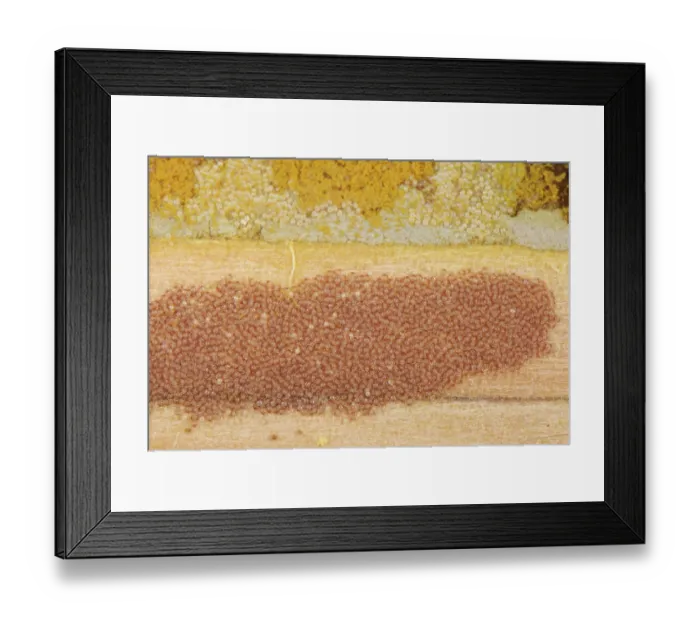 Framed Print : Osmia bee mite (Chaetodactylus osmiae) colony infesting Red mason bee (Osmia bicornis) nest cells and spaces within an insect hotel, Wiltshire, England, UK. November Framed Print : Osmia bee mite (Chaetodactylus osmiae) colony infesting Red mason bee (Osmia bicornis) nest cells and spaces within an insect hotel, Wiltshire, England, UK. November