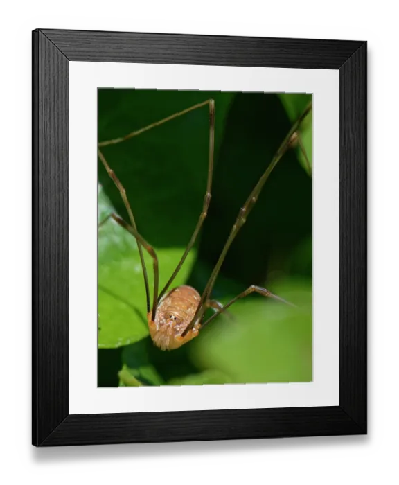 Framed Print : Canestrini's harvestman (Opilio canestrinii) sunning on Ivy (Hedera helix) leaves in a garden, Wiltshire, England, UK. October Framed Print : Canestrini's harvestman (Opilio canestrinii) sunning on Ivy (Hedera helix) leaves in a garden, Wiltshire, England, UK. October