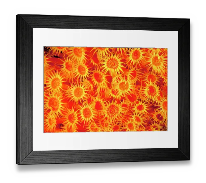 Framed Print : Yellow cluster anemone (Parazoanthus axinellae) portrait, Ventimiglia, Italy, Ligurian Sea, Mediterranean Sea Framed Print : Yellow cluster anemone (Parazoanthus axinellae) portrait, Ventimiglia, Italy, Ligurian Sea, Mediterranean Sea