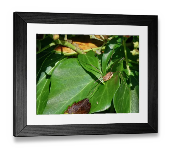 Framed Print : Canestrini's harvestman (Opilio canestrinii) sunning on Ivy (Hedera helix) leaves in a garden, Wiltshire, England, UK. October Framed Print : Canestrini's harvestman (Opilio canestrinii) sunning on Ivy (Hedera helix) leaves in a garden, Wiltshire, England, UK. October