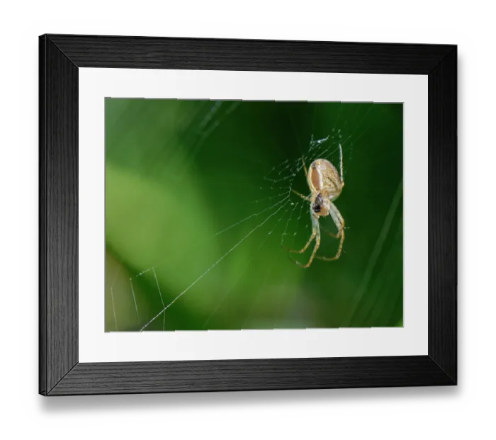Framed Print : Lesser garden spider (Metellina segmentata) on its web in a garden hedge, Wiltshire, England, UK. October Framed Print : Lesser garden spider (Metellina segmentata) on its web in a garden hedge, Wiltshire, England, UK. October