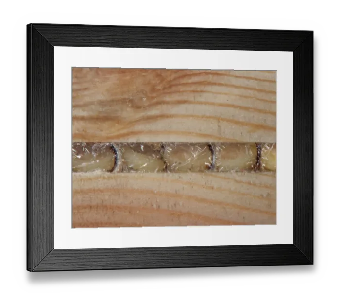 Framed Print : Yellow-faced bee (Hylaeus sp.) larvae in nest cells within an insect hotel, sealed with a cellophane like film secreted by the bee, Wiltshire, England, UK. November Framed Print : Yellow-faced bee (Hylaeus sp.) larvae in nest cells within an insect hotel, sealed with a cellophane like film secreted by the bee, Wiltshire, England, UK. November