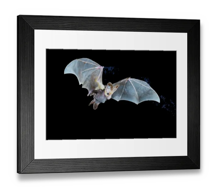 Framed Print : Ghost bat (Macroderma gigas) female in flight carrying juvenile, Adelaide River Hills, Northern Territory, Australia. November. Camera trap image