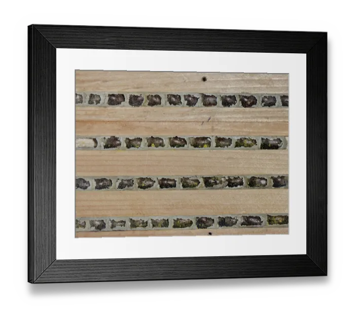 Framed Print : Red mason bee (Osmia bicornis) cocoons within nest cells sealed with mud in an insect hotel, Wiltshire, England, UK. November Framed Print : Red mason bee (Osmia bicornis) cocoons within nest cells sealed with mud in an insect hotel, Wiltshire, England, UK. November