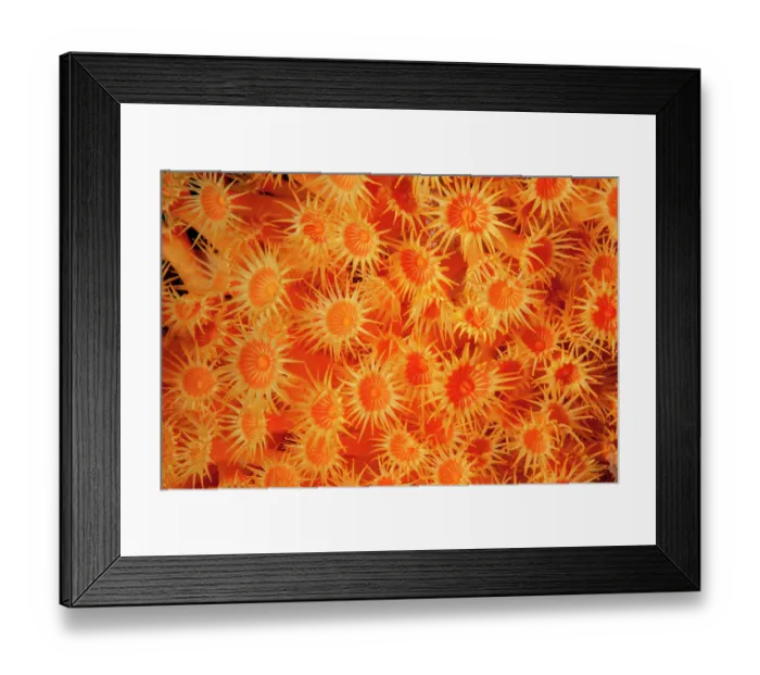 Framed Print : Yellow cluster anemone (Parazoanthus axinellae) portrait, Ventimiglia, Italy, Ligurian Sea, Mediterranean Sea Framed Print : Yellow cluster anemone (Parazoanthus axinellae) portrait, Ventimiglia, Italy, Ligurian Sea, Mediterranean Sea