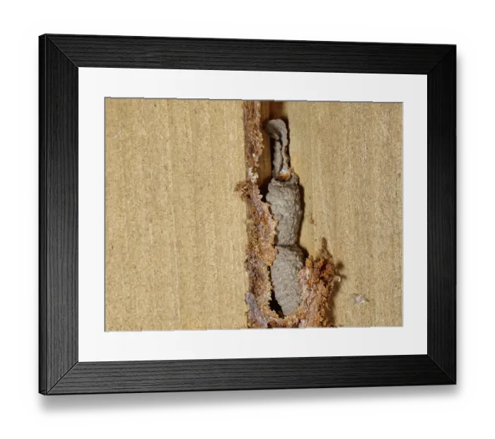 Framed Print : Potter spider wasp (Auplopus carbonarius) clay nest pots built in the groove between two panels in a garden shed door, Wiltshire, England, UK. November Framed Print : Potter spider wasp (Auplopus carbonarius) clay nest pots built in the groove between two panels in a garden shed door, Wiltshire, England, UK. November