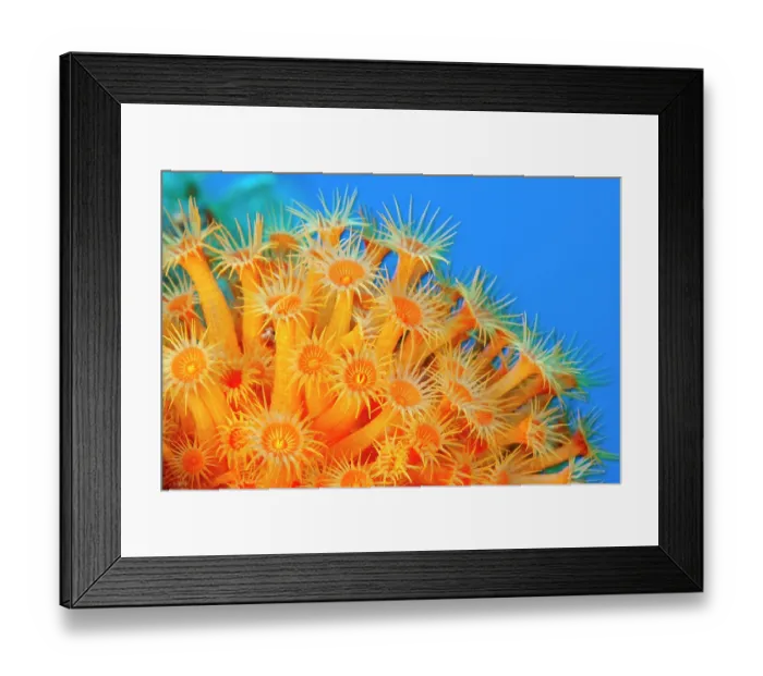 Framed Print : Yellow cluster anemone (Parazoanthus axinellae) portrait, Ventimiglia, Italy, Ligurian Sea, Mediterranean Sea Framed Print : Yellow cluster anemone (Parazoanthus axinellae) portrait, Ventimiglia, Italy, Ligurian Sea, Mediterranean Sea