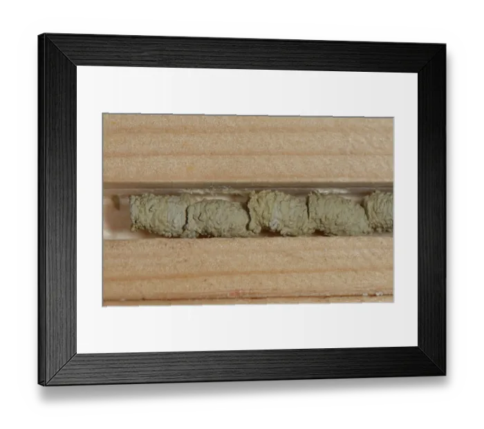 Framed Print : Potter spider wasp (Auplopus carbonarius) clay nest pots built within an insect hotel, Wiltshire, England, UK. November Framed Print : Potter spider wasp (Auplopus carbonarius) clay nest pots built within an insect hotel, Wiltshire, England, UK. November