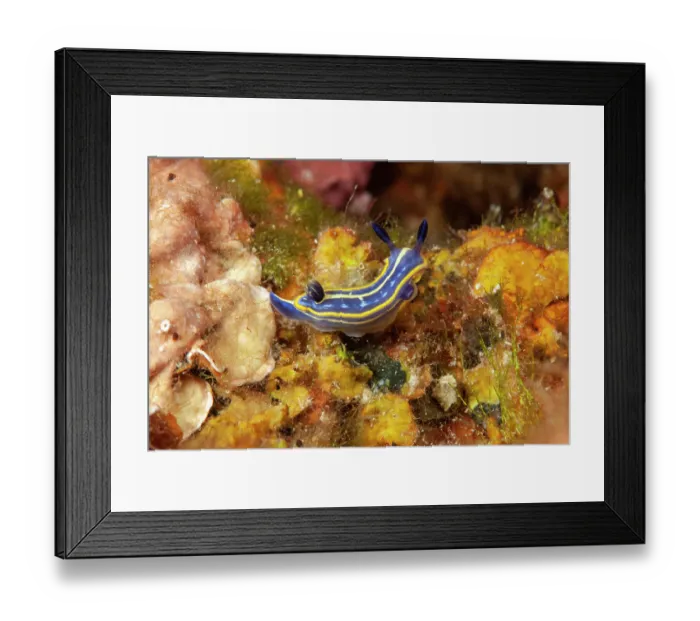 Framed Print : Nudibranch (Felimare tricolor) portrait, Ventimiglia, Italy, Ligurian Sea, Mediterranean Sea Framed Print : Nudibranch (Felimare tricolor) portrait, Ventimiglia, Italy, Ligurian Sea, Mediterranean Sea