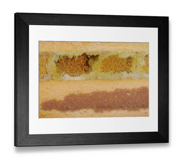 Framed Print : Osmia bee mites (Chaetodactylus osmiae) and Houdini fly (Cacoxenus indagator) maggots and spaghetti-like frass within Red mason bee (Osmia bicornis) Framed Print : Osmia bee mites (Chaetodactylus osmiae) and Houdini fly (Cacoxenus indagator) maggots and spaghetti-like frass within Red mason bee (Osmia bicornis)
