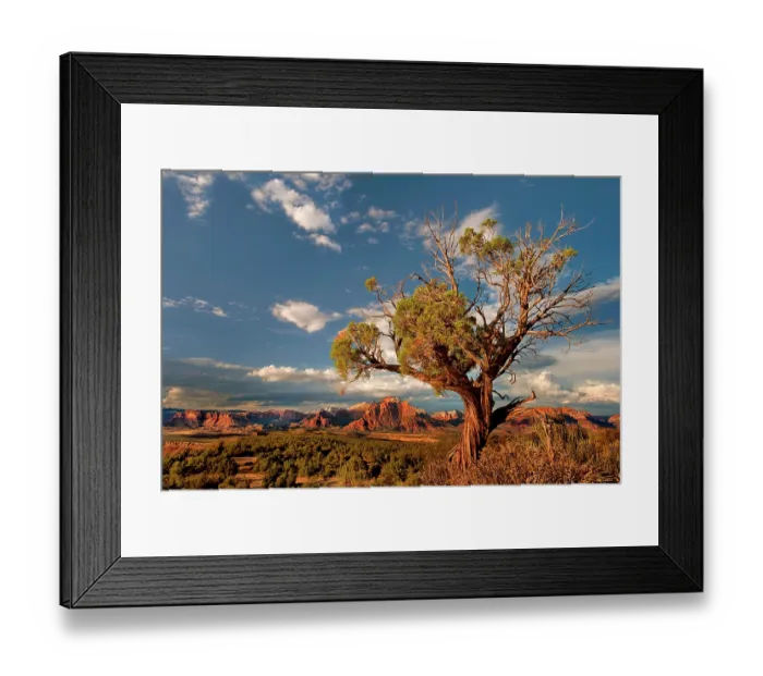 Framed Print : A twisted Juniper (Juniperus sp.) tree framing West temple and Zion geological formations during a clearing thunderstorm viewed from a backcountry scenic byway near Hurricane Framed Print : A twisted Juniper (Juniperus sp.) tree framing West temple and Zion geological formations during a clearing thunderstorm viewed from a backcountry scenic byway near Hurricane