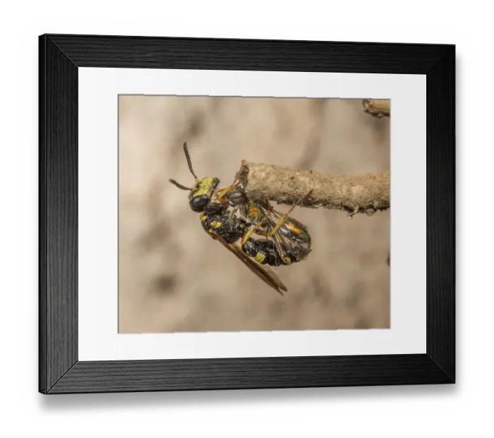 Framed Print : Hump-backed beewolf (Philanthus gibbosus) female, capturing a Pure green sweat bee (Augochlora pura) which it will take to the burrow and lay its eggs on, Montgomery County Framed Print : Hump-backed beewolf (Philanthus gibbosus) female, capturing a Pure green sweat bee (Augochlora pura) which it will take to the burrow and lay its eggs on, Montgomery County